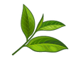 Green tea leaves vector image